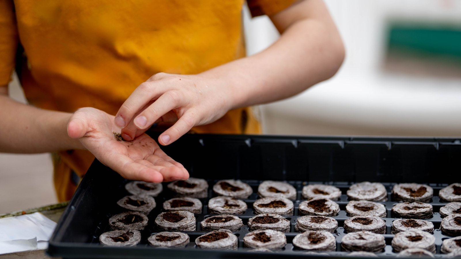 A young man dressed in an orange T-shirt sows tiny brown seeds into soil blocks placed on a plastic germination tray indoors.