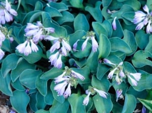 Small plants with dense, rounded leaves of blue foliage and delicate, pale lavender flowers rising above the foliage.