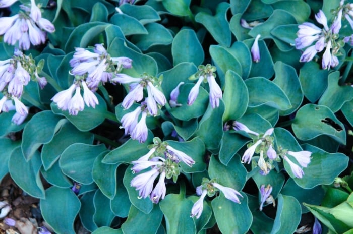 Small plants with dense, rounded leaves of blue foliage and delicate, pale lavender flowers rising above the foliage.