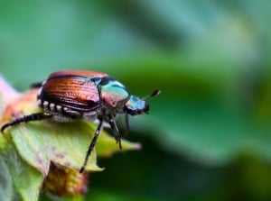 A beetle with a bright metallic green head and bronze-brown wing covers rests on a green plant bud, one of the plants Japanese beetles hate.