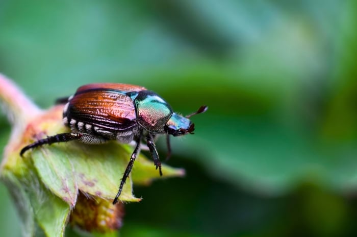 A beetle with a bright metallic green head and bronze-brown wing covers rests on a green plant bud, one of the plants Japanese beetles hate.