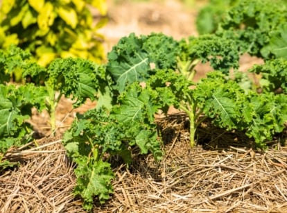 A row of kale plants with sturdy stems and curly green leaves grows in a garden bed covered with straw mulch, providing natural frost protection.