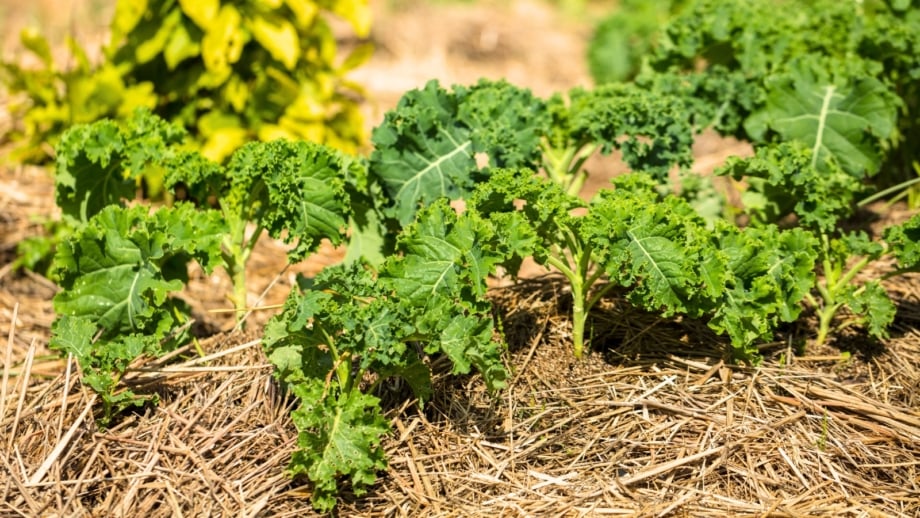 A row of kale plants with sturdy stems and curly green leaves grows in a garden bed covered with straw mulch, providing natural frost protection.