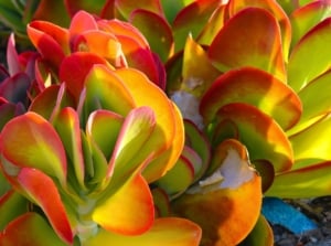 A dense cluster of succulent leaves showcases plants with orange foliage, featuring bright green centers that transition to vibrant orange and red edges.