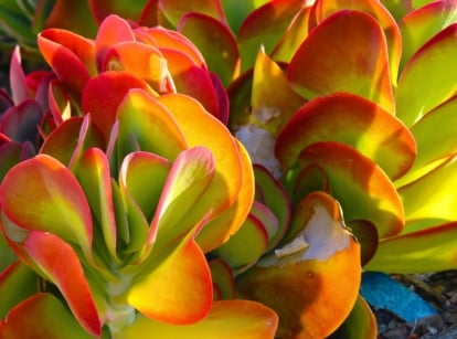 A dense cluster of succulent leaves showcases plants with orange foliage, featuring bright green centers that transition to vibrant orange and red edges.