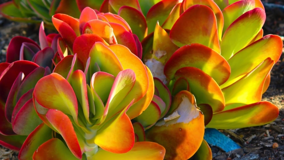A dense cluster of succulent leaves showcases plants with orange foliage, featuring bright green centers that transition to vibrant orange and red edges.