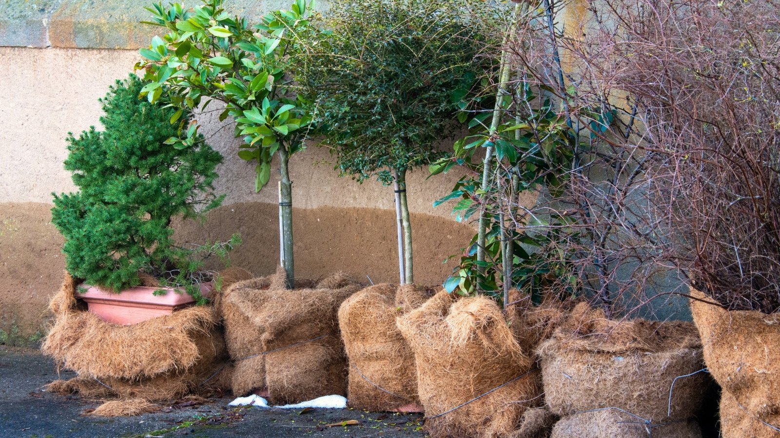 Potted tree plants are neatly lined up with their containers wrapped in burlap bags, providing frost protection.