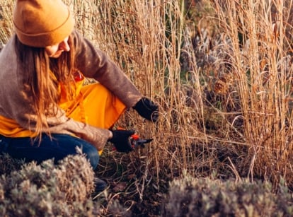 A woman in an apron and orange hat uses pruning shears to trim dead bushes and ornamental grasses, helping prepare perennial beds for winter.