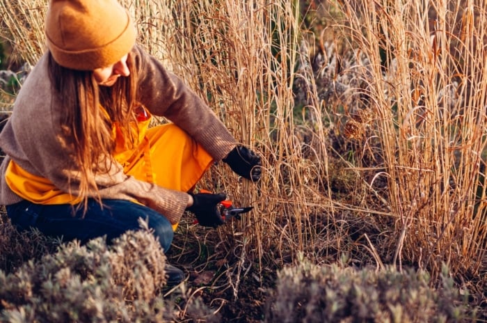 A woman in an apron and orange hat uses pruning shears to trim dead bushes and ornamental grasses, helping prepare perennial beds for winter.