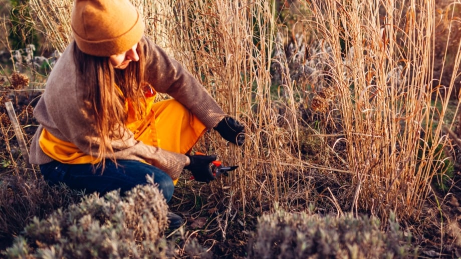 A woman in an apron and orange hat uses pruning shears to trim dead bushes and ornamental grasses, helping prepare perennial beds for winter.