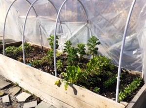 Prepared raised garden bed for winter shows a wooden bed filled with various cold-hardy plants, covered by a protective plastic tunnel.
