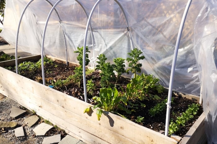 Prepared raised garden bed for winter shows a wooden bed filled with various cold-hardy plants, covered by a protective plastic tunnel.