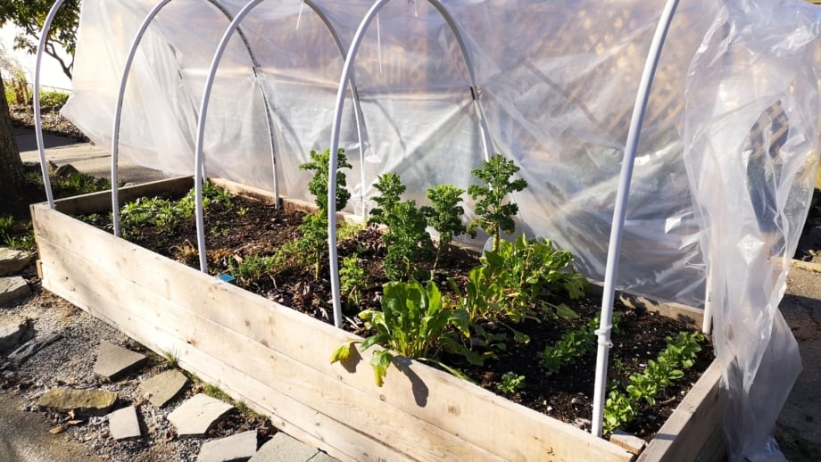 Prepared raised garden bed for winter shows a wooden bed filled with various cold-hardy plants, covered by a protective plastic tunnel.