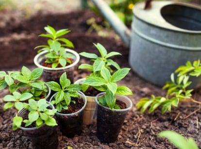 Young hydrangea cuttings with green, slightly serrated leaves are rooted in plastic cups filled with soil, standing in a garden flowerbed ready to propagate hydrangeas in the fall.
