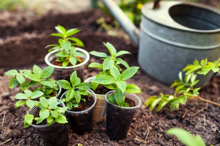 Young hydrangea cuttings with green, slightly serrated leaves are rooted in plastic cups filled with soil, standing in a garden flowerbed ready to propagate hydrangeas in the fall.