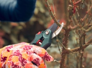 A gardener's hands wearing floral gloves prune a rose bush with vertical thorny stems using pruning shears to prevent winter kill.