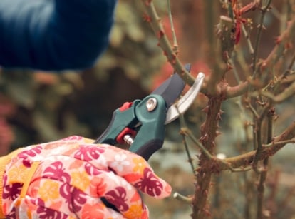 A gardener's hands wearing floral gloves prune a rose bush with vertical thorny stems using pruning shears to prevent winter kill.