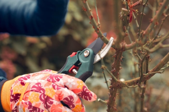 A gardener's hands wearing floral gloves prune a rose bush with vertical thorny stems using pruning shears to prevent winter kill.