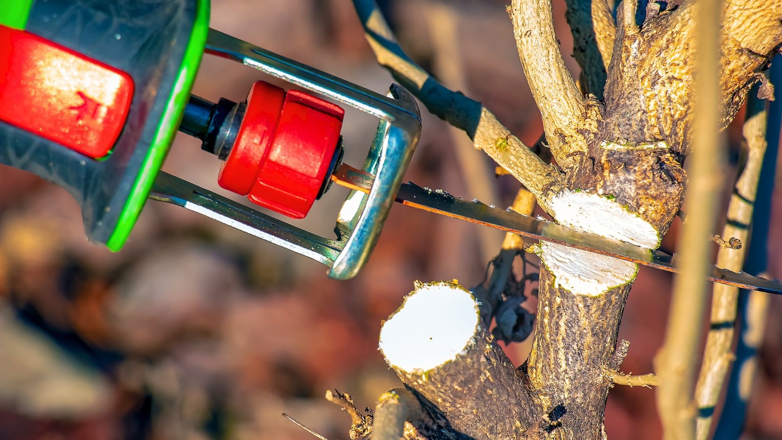 A person trims a hibiscus bush with bare branches using a small electric saw.
