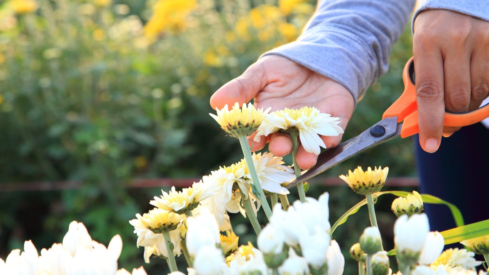 A woman's hands hold orange scissors, trimming delicate white chrysanthemums with slightly fading petals and green leaves in a sunlit garden.