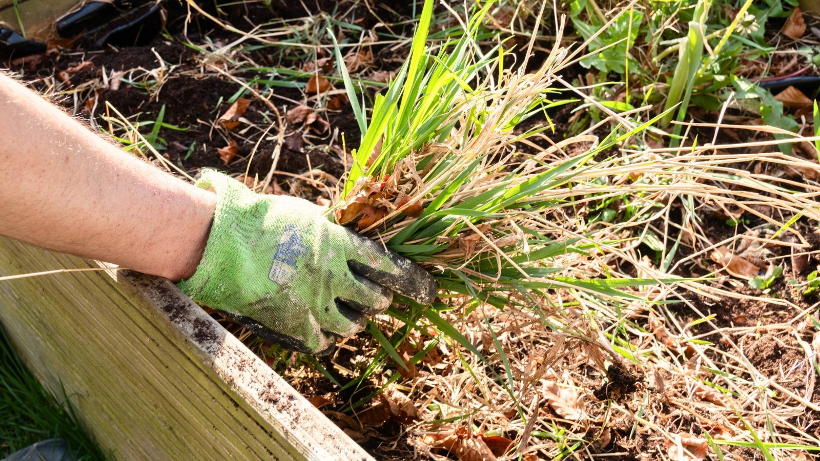 Male hands wearing green gloves pulling debris out of a wooden raised bed in a sunny garden.
