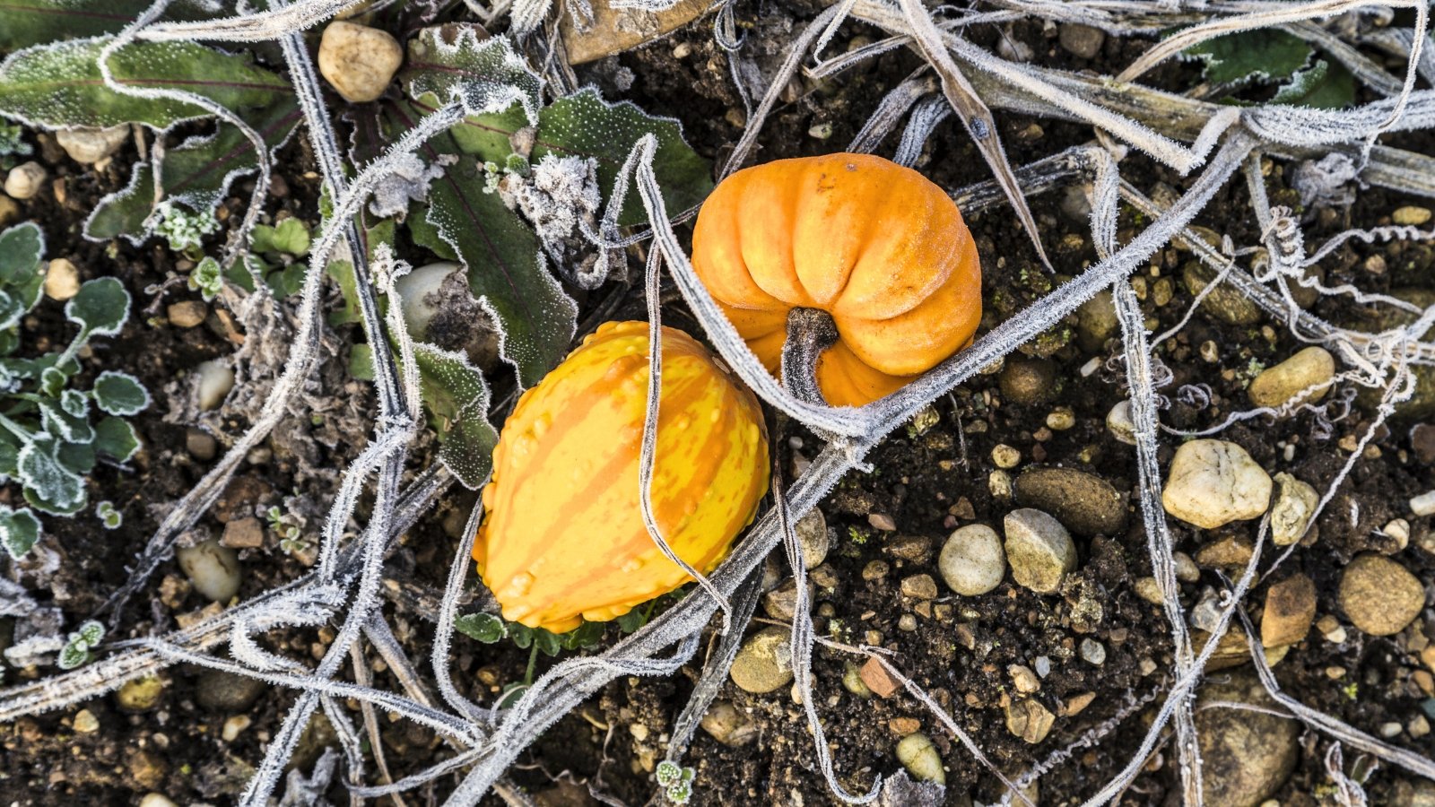 Two round orange pumpkins sit on the soil of a garden bed, surrounded by brittle frost-covered stems and shriveled grayish leaves.