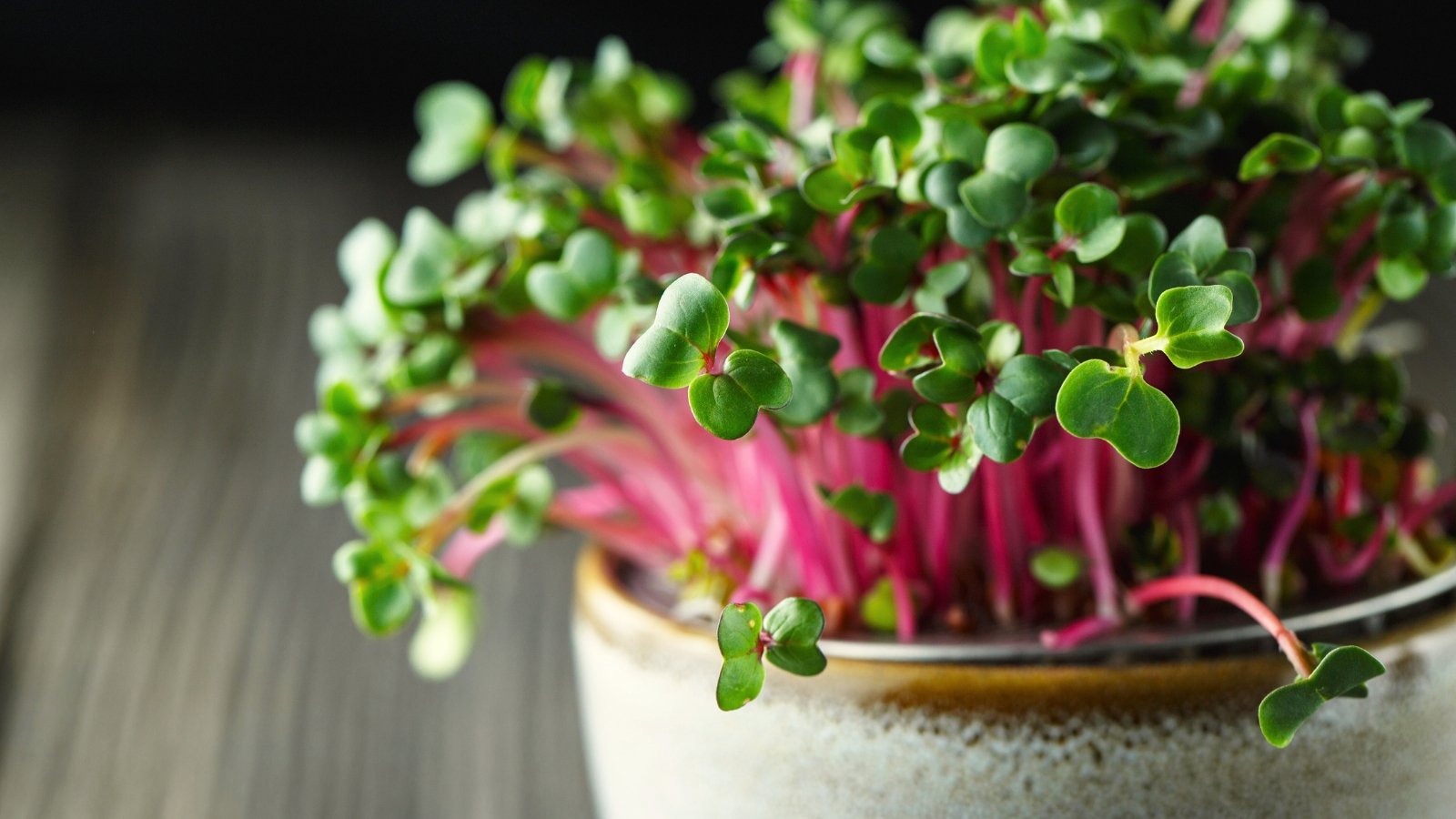 A dense cluster of radish microgreens with thin, reddish-purple stems and bright green, heart-shaped cotyledons, growing upright in a shallow pot.
