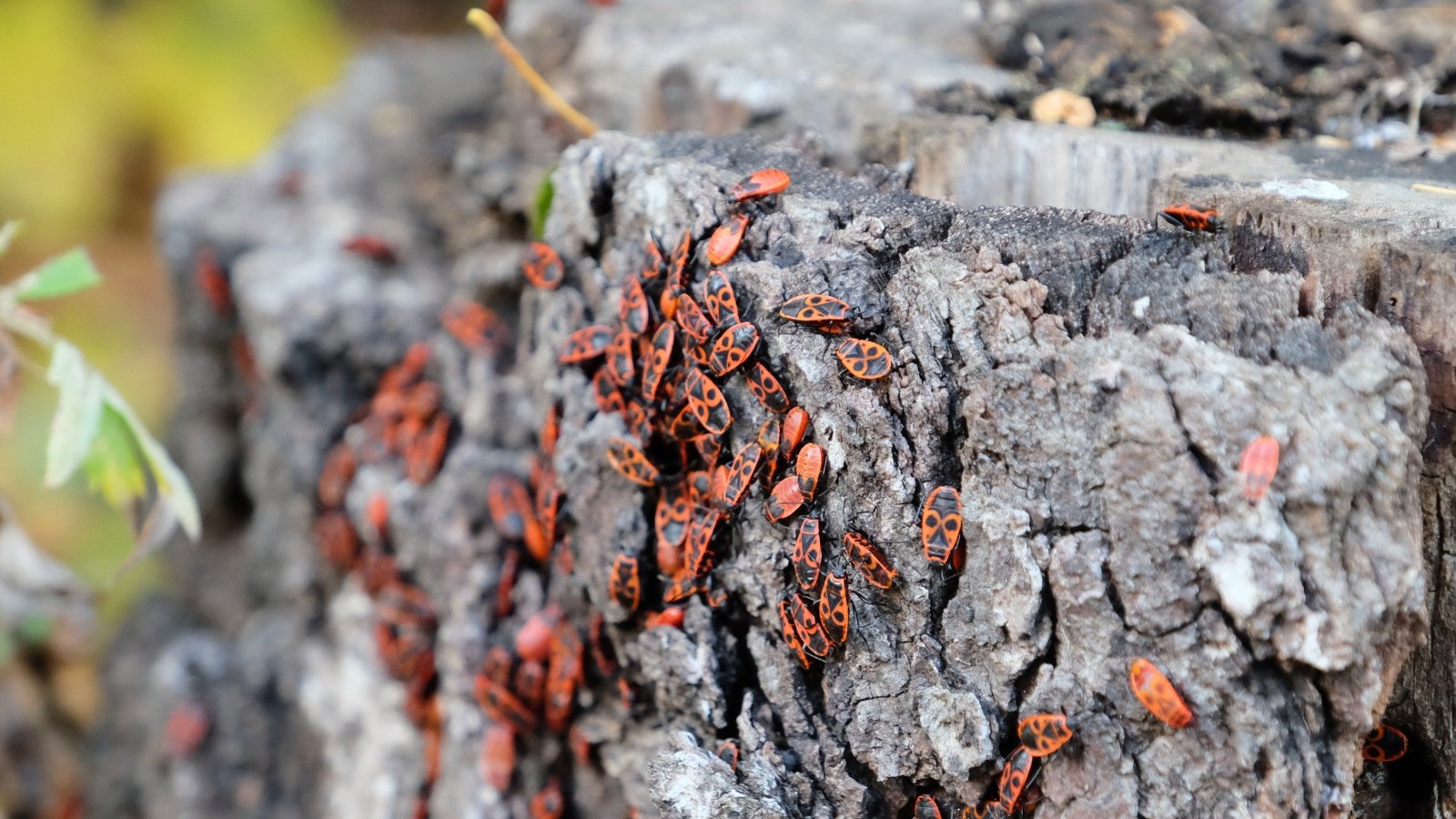 Red soldier bugs with black spots on their backs cling to the rough, textured bark of an old tree.