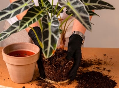 Close-up of gloved hands repotting an alocasia plant with large, glossy arrow-shaped leaves and thick upright stems, with a terracotta pot standing on the wooden table nearby.