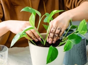 Close-up of a woman's hands repotting an epipremnum houseplant into a white pot indoors in November.
