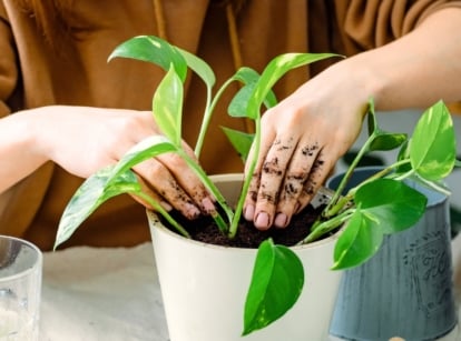 Close-up of a woman's hands repotting an epipremnum houseplant into a white pot indoors in November.