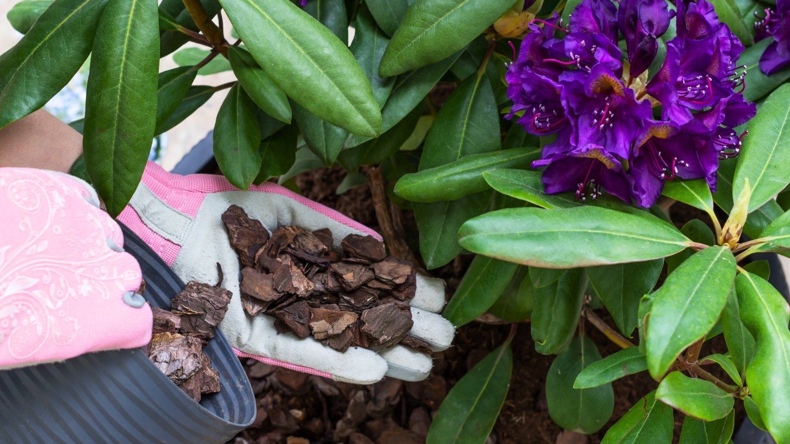 A woman's hand brings wooden chips to a large potted plant with a bunch of deep, vivid purple flowers with five large, ruffled petals and visible red-dotted markings is nestled among large, waxy, dark green leaves.