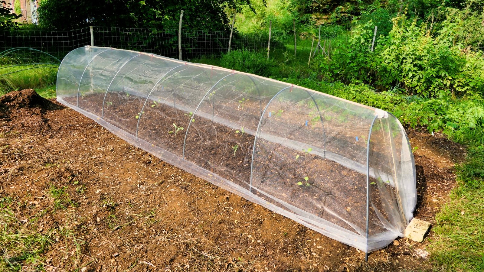 Young seedlings with tender green leaves grow in a garden bed, protected beneath a low tunnel draped with a white row cover.