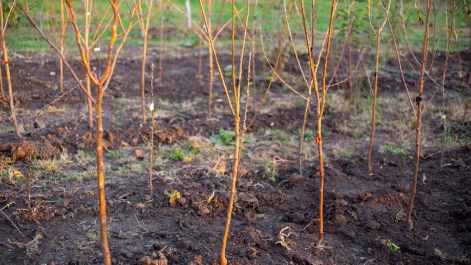 What to Plant in the November Garden: Tips for Zones 8-10