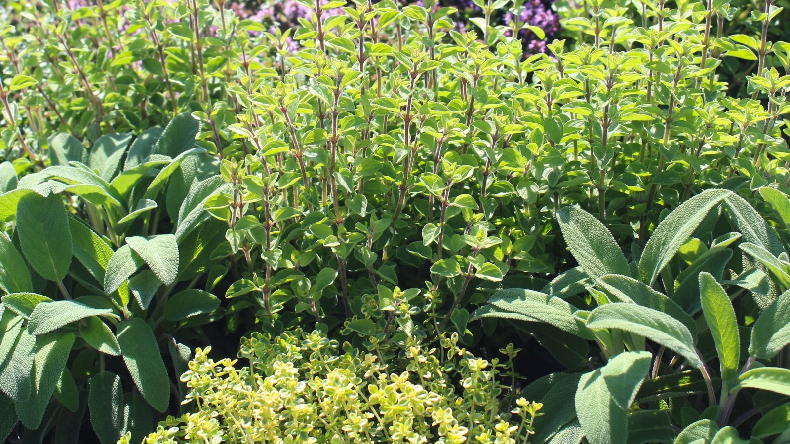 Thyme, sage, and oregano growing together in a garden bed, forming a lush mix of low, leafy herbs with varied shades of green and textured foliage.
