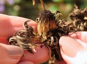 Woman’s hands carefully save zinnia seeds by collecting them from a dried flower head for next season’s planting.