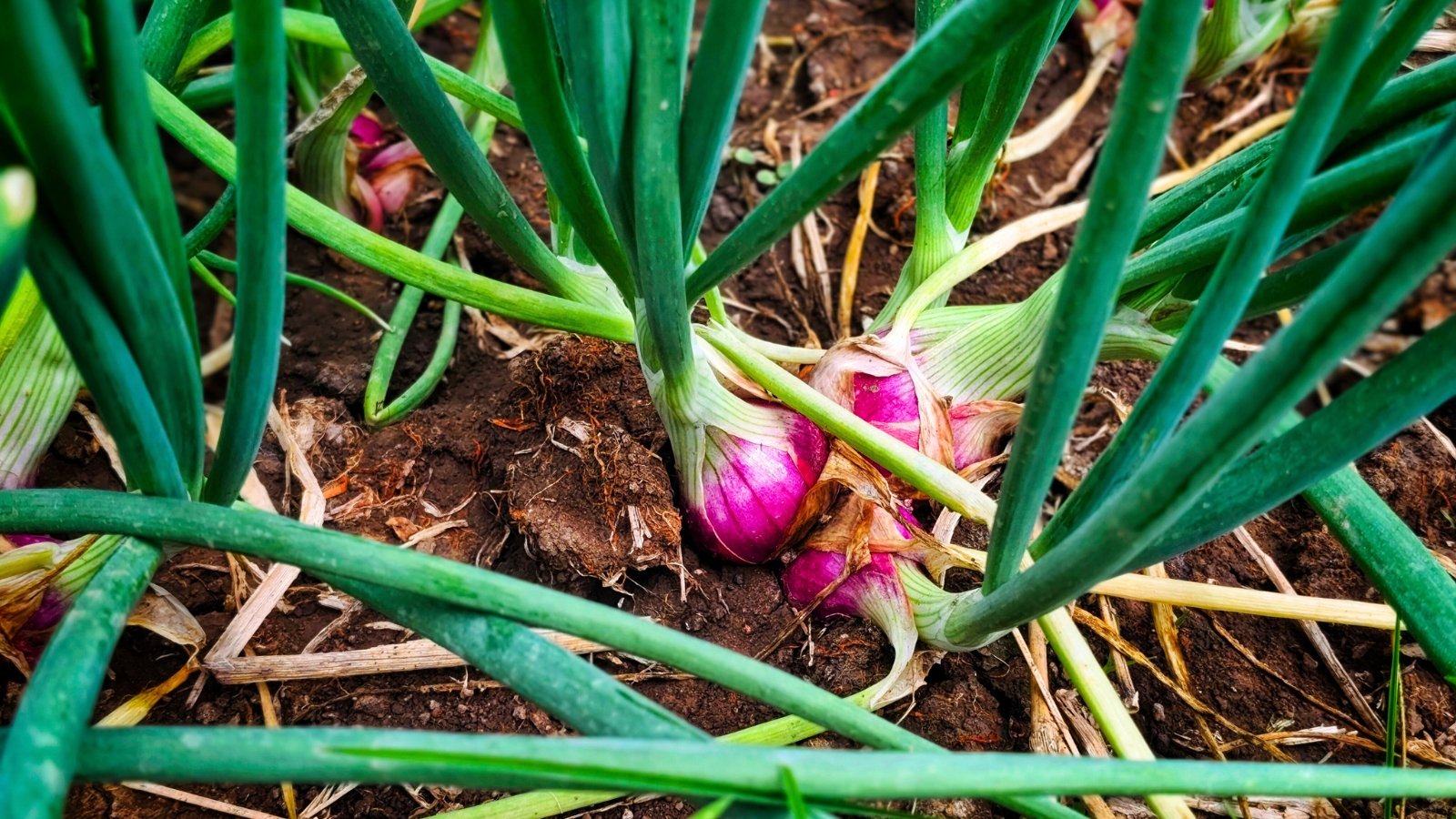 Clustered purplish-pink bulbs with papery skin sit near the soil surface, surrounded by thick, vibrant green, hollow stems.