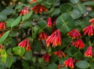 Blooming coral honeysuckle shrub with clusters of tubular red-orange flowers and green leaves, a vibrant shrub you should plant in November.