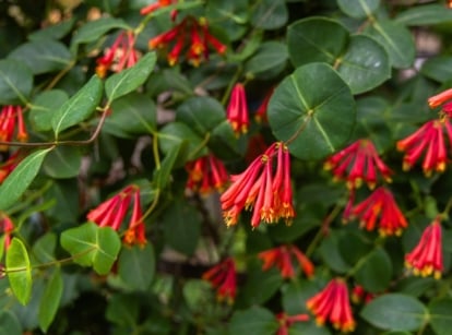 Blooming coral honeysuckle shrub with clusters of tubular red-orange flowers and green leaves, a vibrant shrub you should plant in November.