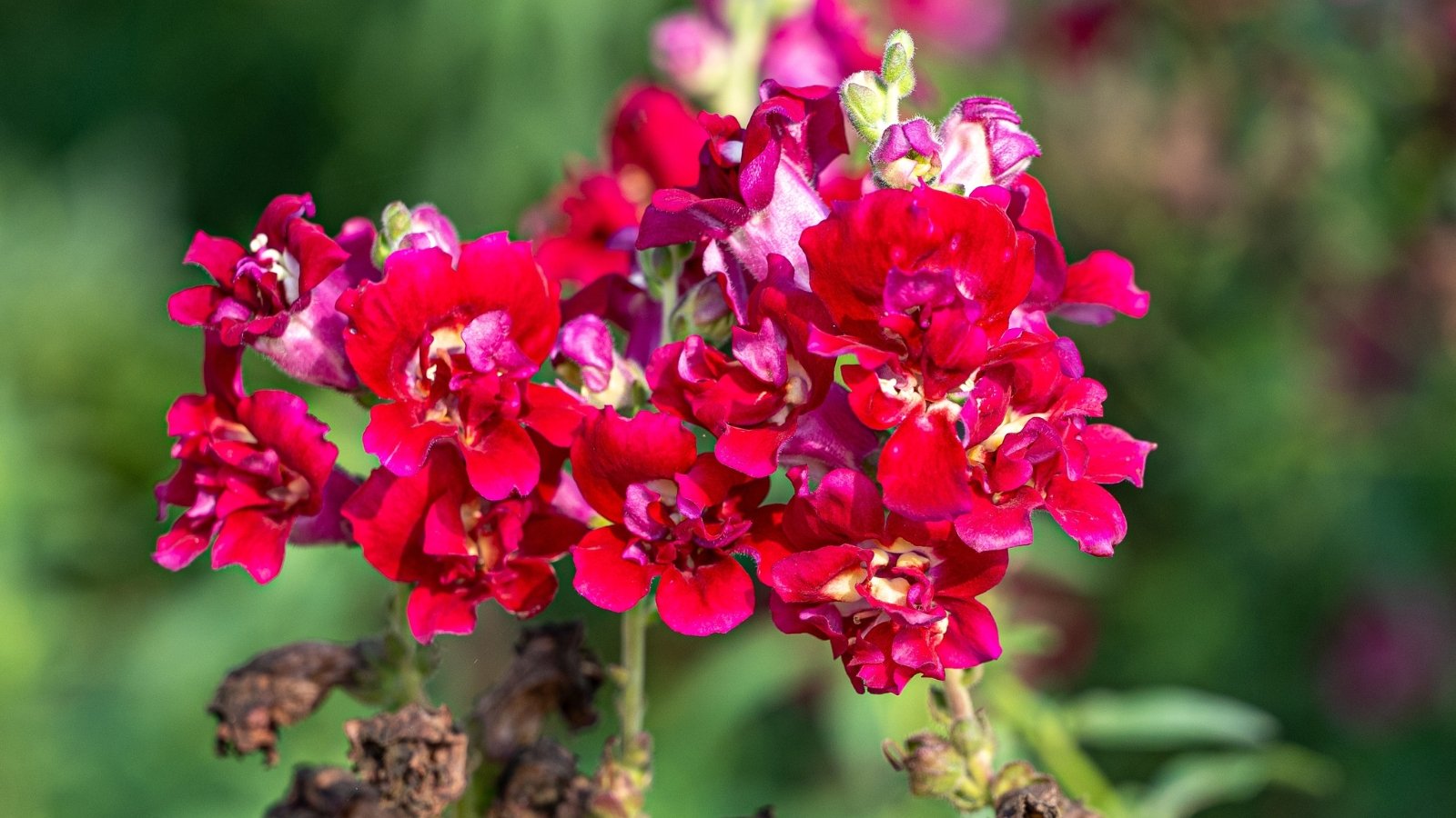 Vibrant red tubular flowers with slightly ruffled petals emerge along upright stems, set against rich green lance-shaped foliage.
