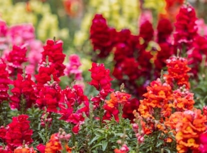 A flower bed displays blooming snapdragon fall varieties with bright red, pink, and orange spike-shaped flowers rising among lush green leaves.
