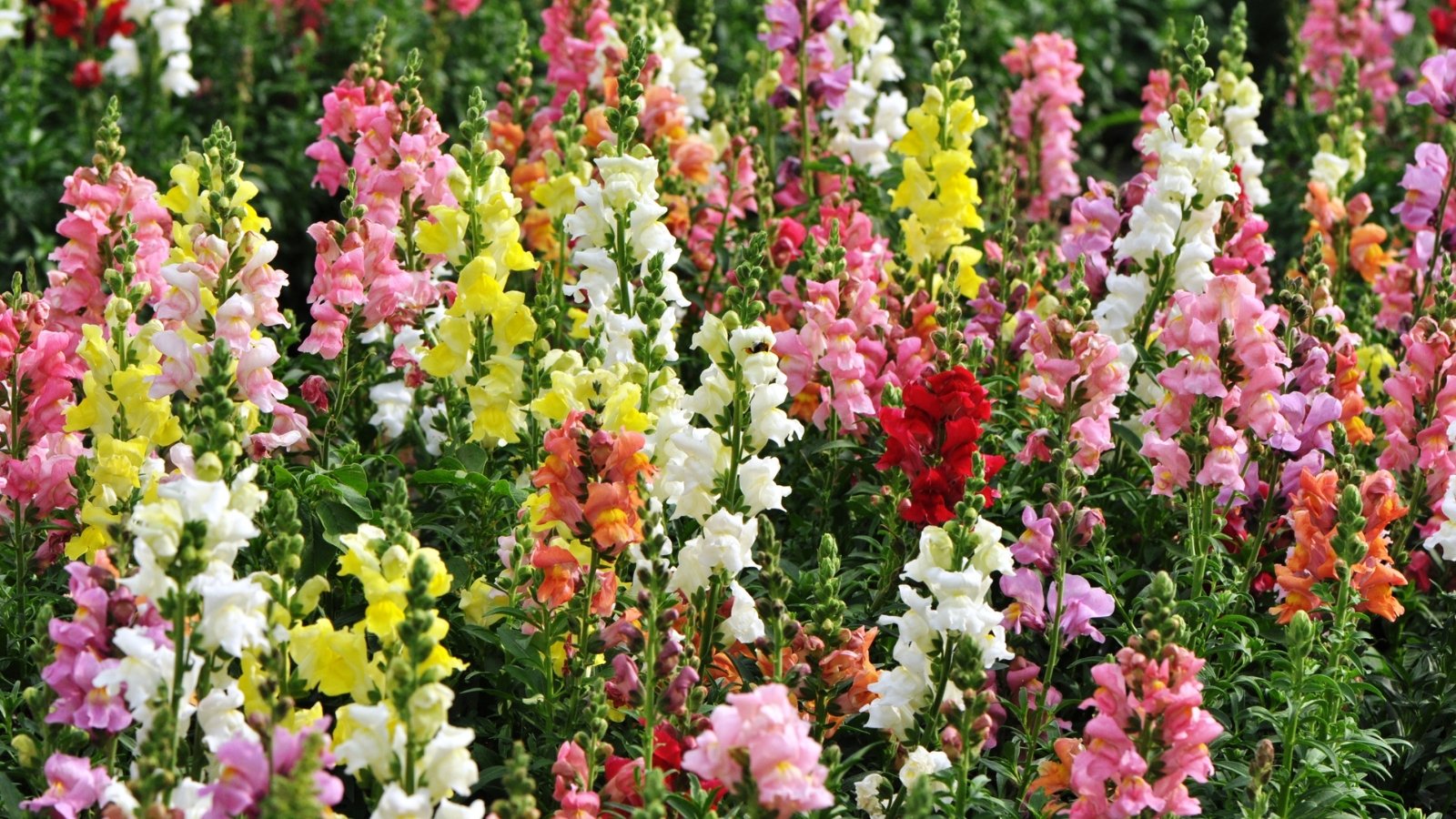 Clusters of flowering plants in shades of pink, yellow, white, and red bloom in the garden, with small tubular blossoms forming dense spikes above green foliage, creating colorful mounds of blooms.