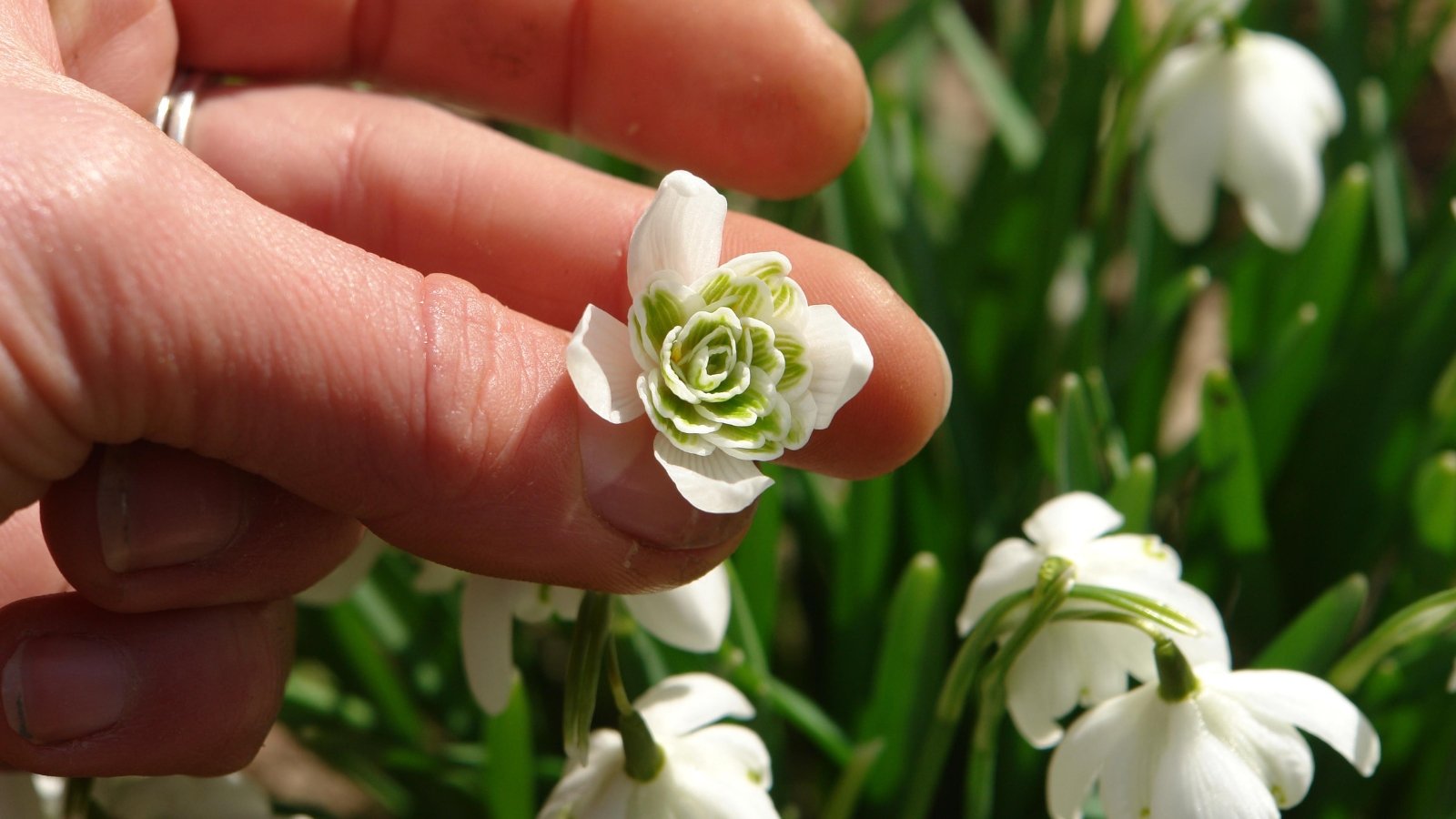 A female hand gently holds a double-flowered snowdrop, showcasing its layered, ruffled white petals with subtle green tips at the inner edges and a slender green stem.