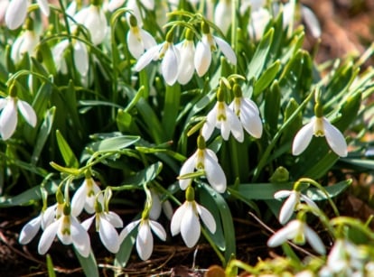 Delicate snowdrop flowers hang from slender, arching green stems, each with narrow, linear leaves and small, nodding white blooms with a green-tipped inner tepal.