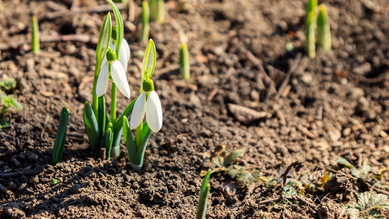 Tender young white flowers with slender green stems and narrow leaves emerge from moist, dark brown, freshly loosened soil in early spring.