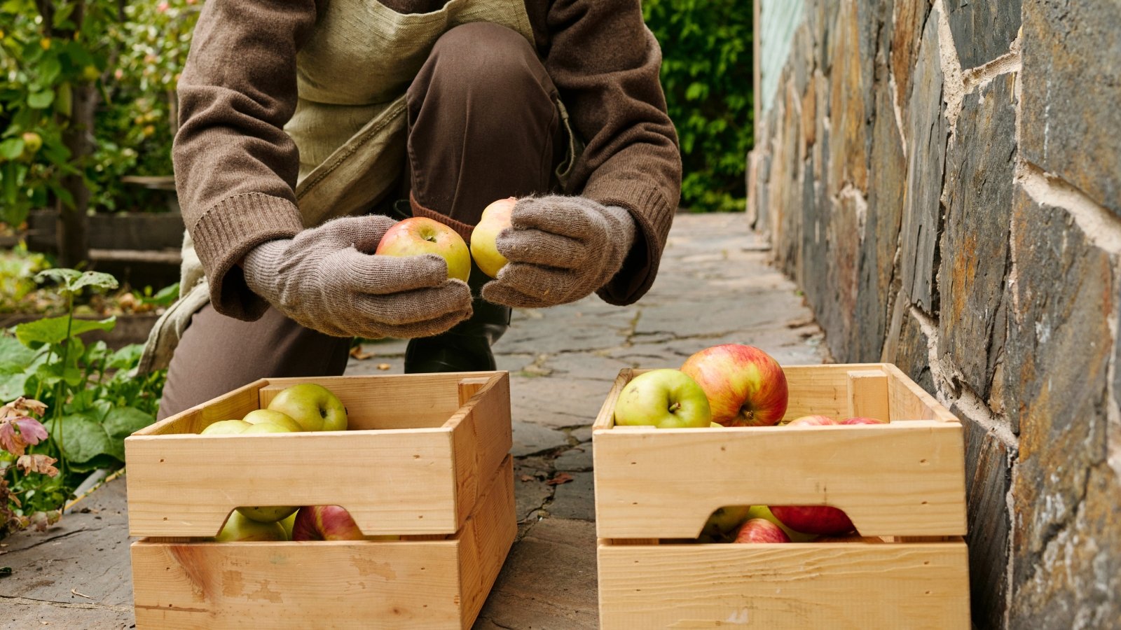 Elderly woman wearing gloves sorting apples in two wooden crates in a sunny garden.
