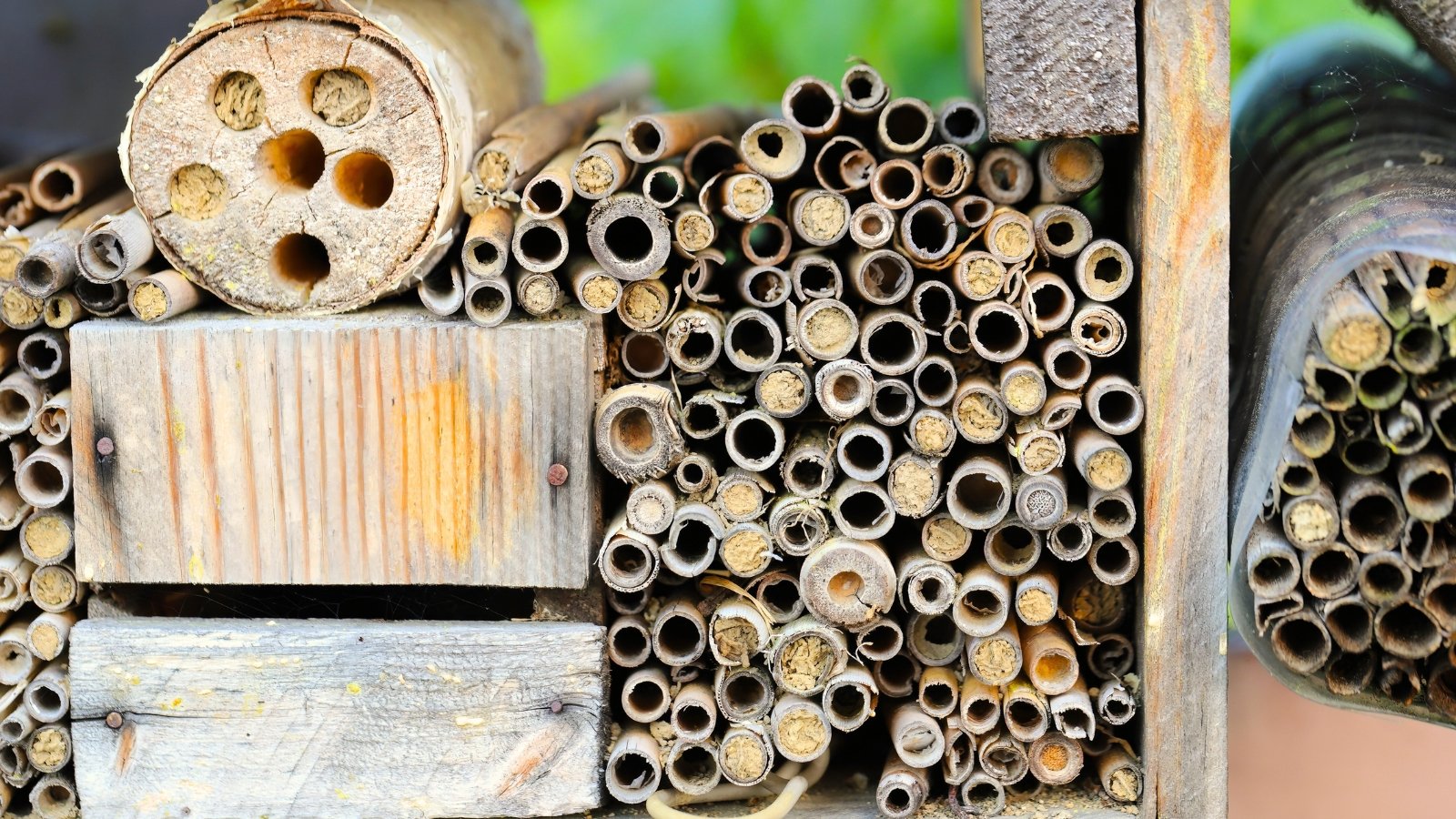 A bundle of hollow sticks arranged tightly together creates a natural habitat, offering bees sheltered spaces for nesting.