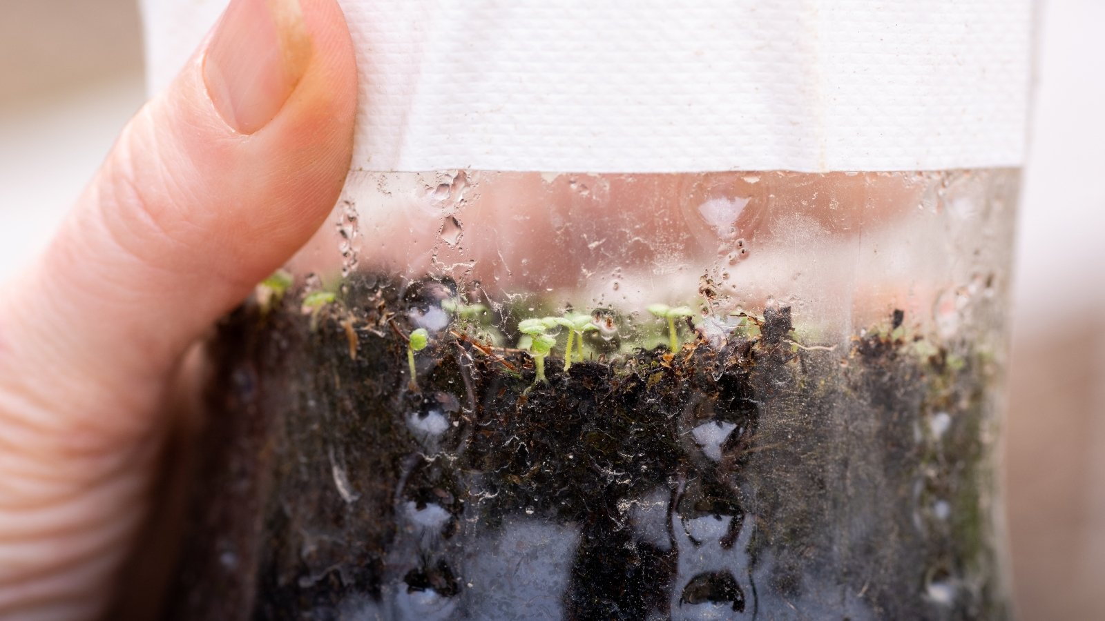 A man's hand holds a bottle filled with soil and tiny seedlings germinated after stratification outdoors during winter.