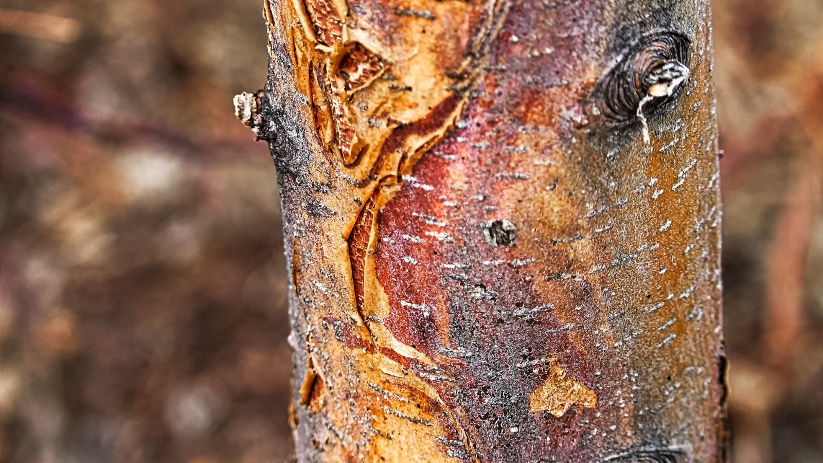 Tree trunk showing sun scald damage with discolored, cracked bark and exposed inner wood on the sun-facing side.
