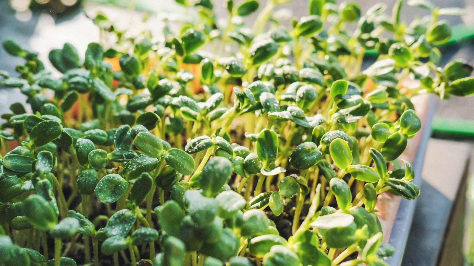 Sunflower microgreens with thick, upright stems and large, oval-shaped bright green cotyledons, glistening with water drops under sunlight.
